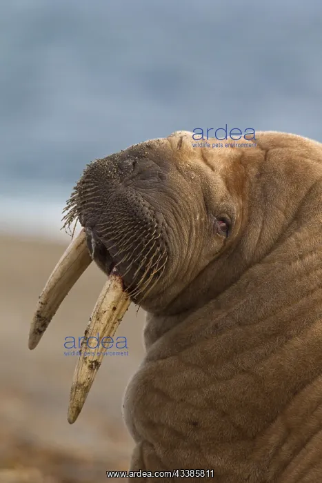 : Walrus (Odobenus rosmarus) close up portrait of : Walrus (Odobenus rosmarus) close up portrait of