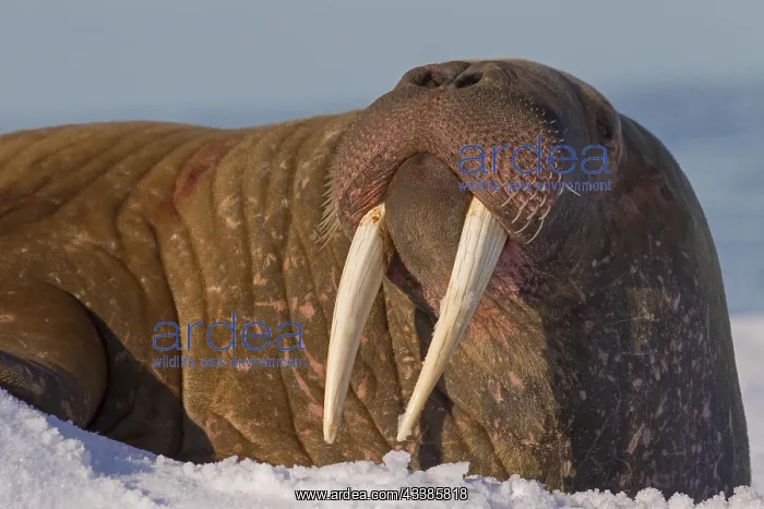 : Walrus (Odobenus rosmarus) close up portrait of : Walrus (Odobenus rosmarus) close up portrait of