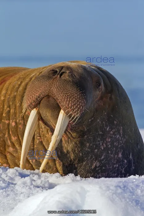 : Walrus (Odobenus rosmarus) close up portrait of : Walrus (Odobenus rosmarus) close up portrait of