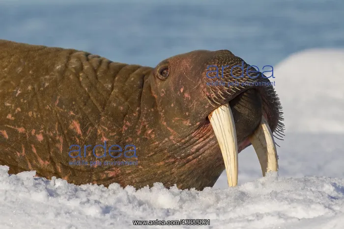 : Walrus (Odobenus rosmarus) close up portrait of : Walrus (Odobenus rosmarus) close up portrait of
