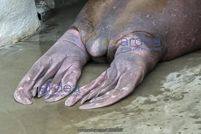 : Walrus (Odobenus rosmarus), close-up of rear flippers : Walrus (Odobenus rosmarus), close-up of rear flippers