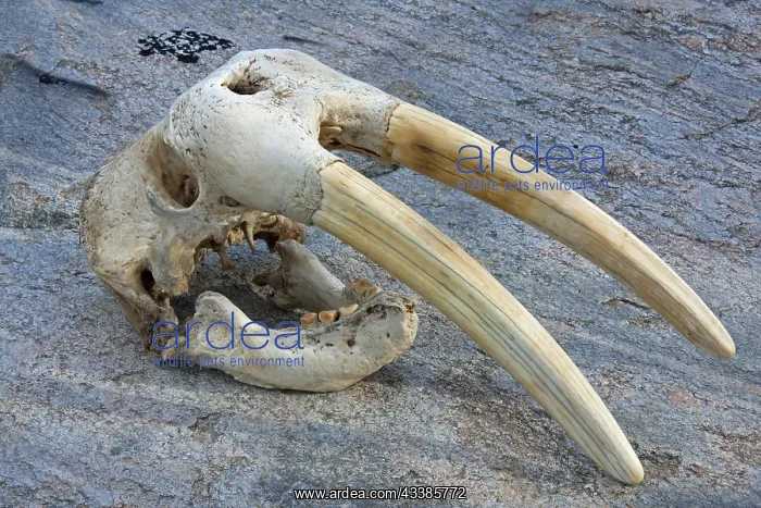 : Walrus (Odobenus rosmarus) close-up skull with large : Walrus (Odobenus rosmarus) close-up skull with large
