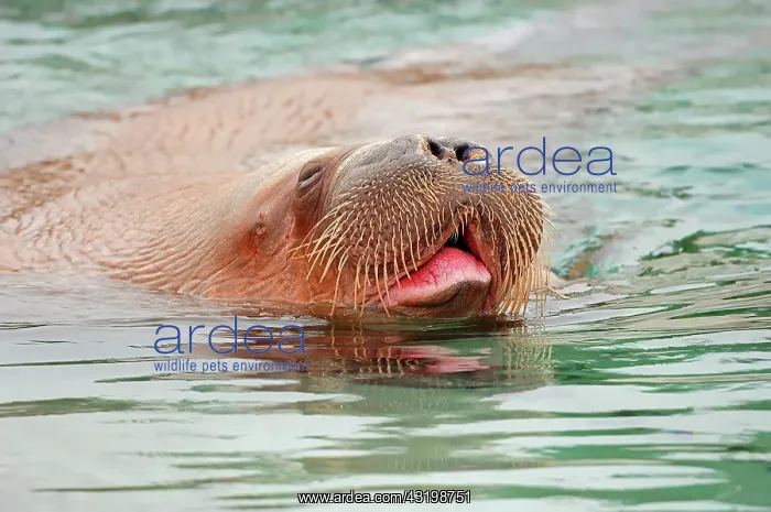 : Walrus (Odobenus rosmarus divergens), swimming : Walrus (Odobenus rosmarus divergens), swimming