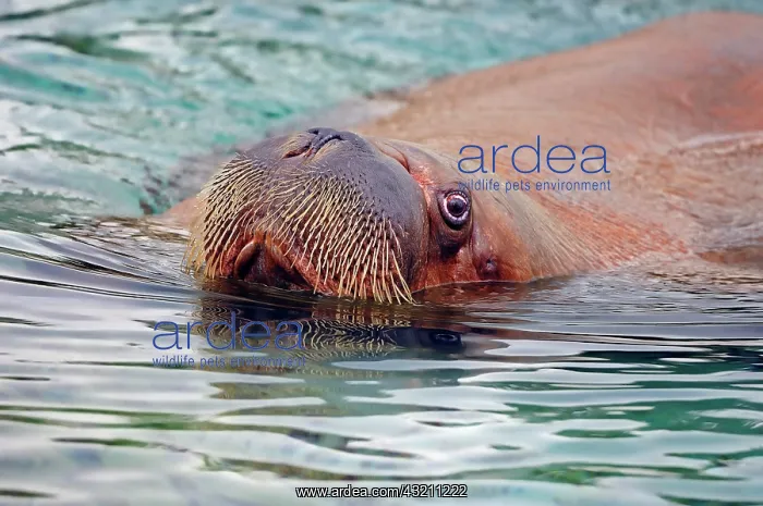 : Walrus (Odobenus rosmarus divergens), swimming : Walrus (Odobenus rosmarus divergens), swimming