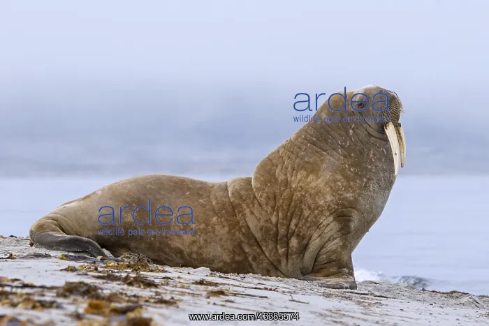 : Walrus (Odobenus rosmarus) male, bull resting on : Walrus (Odobenus rosmarus) male, bull resting on