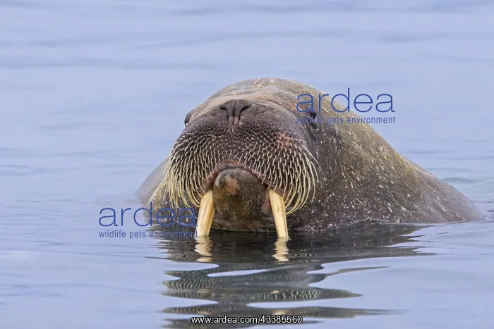 : Walrus (Odobenus rosmarus) male, bull swimming in : Walrus (Odobenus rosmarus) male, bull swimming in