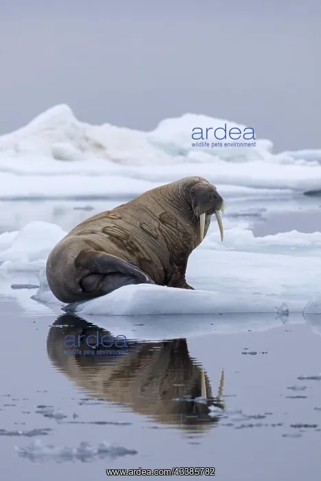 : Walrus (Odobenus rosmarus) resting on ice floe in : Walrus (Odobenus rosmarus) resting on ice floe in