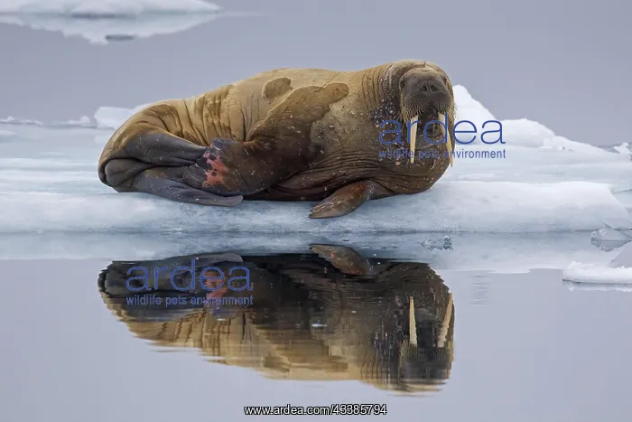 : Walrus (Odobenus rosmarus) resting on ice floe in : Walrus (Odobenus rosmarus) resting on ice floe in
