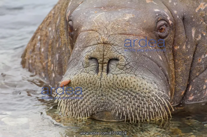 : Walrus (Odobenus rosmarus), Torellneset Island : Walrus (Odobenus rosmarus), Torellneset Island