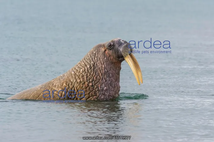 : Walrus (Odobenus rosmarus) in the water, Sarstangen : Walrus (Odobenus rosmarus) in the water, Sarstangen