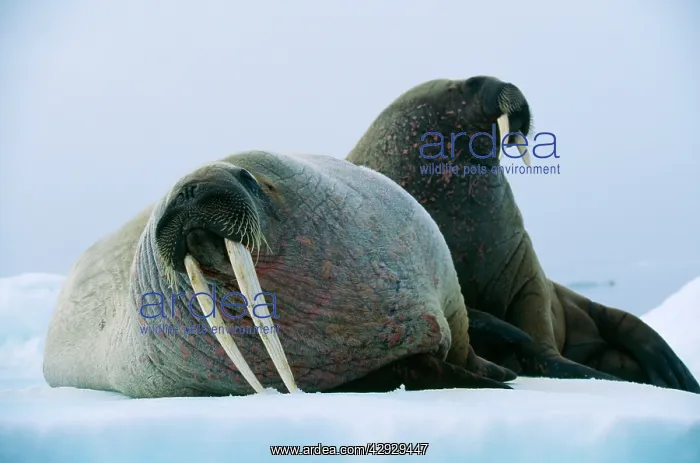  : WALRUS - Pair, female with short tusks