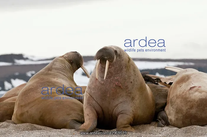 : Walrus - Two reared up - on beach : Walrus - Two reared up - on beach