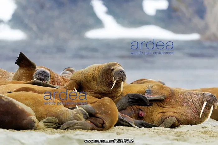 : Walrus - resting in beach colony : Walrus - resting in beach colony