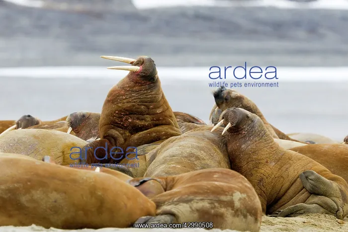 : Walrus - resting in beach colony : Walrus - resting in beach colony