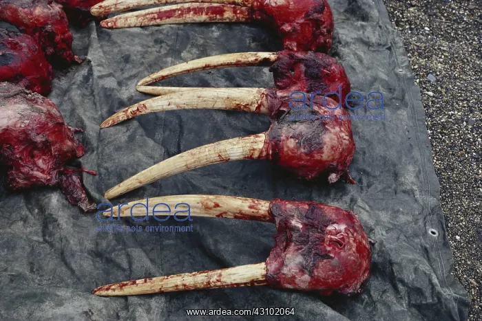 : Walrus Skulls and Tusks (Ivory) : Walrus Skulls and Tusks (Ivory)