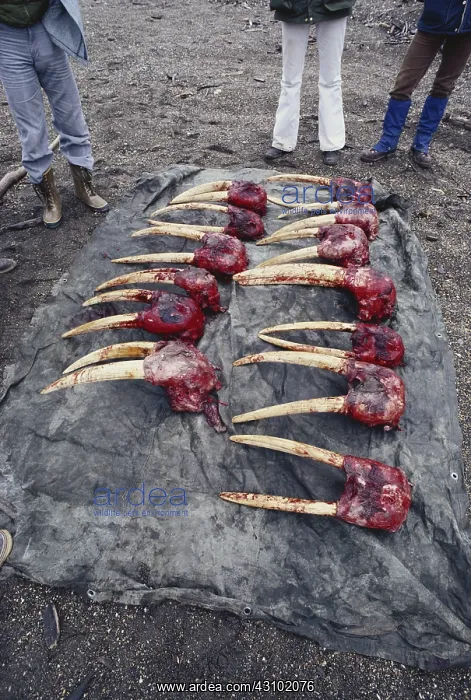 : Walrus Skulls and Tusks (Ivory) : Walrus Skulls and Tusks (Ivory)