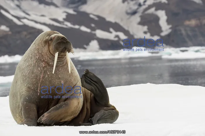 : Walrus, Svalbard, Norway : Walrus, Svalbard, Norway