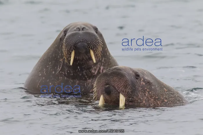  : Walrus - swimming group - Svalbard, Norway