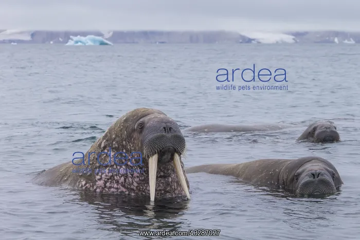  : Walrus - swimming group - Svalbard, Norway