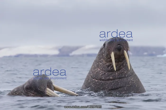 : Walrus - swimming group - Svalbard, Norway