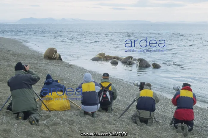 : Walrus - tourists taking pictures of walruses - : Walrus - tourists taking pictures of walruses -