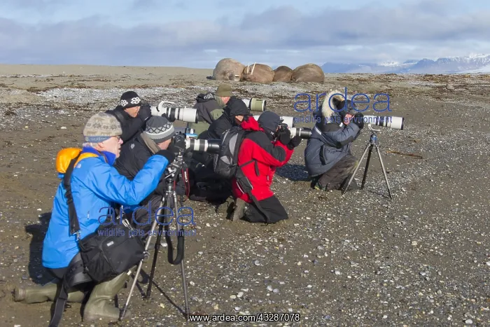 : Walrus - tourists taking pictures of walruses - : Walrus - tourists taking pictures of walruses -