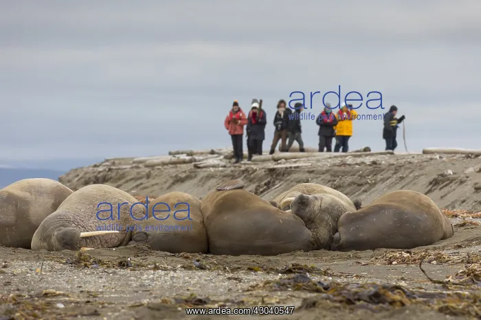 : Walrus - tourists taking pictures of walrusses - : Walrus - tourists taking pictures of walrusses -