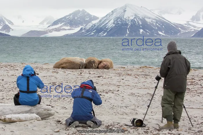  : Walrus - tourists taking pictures of walrusses on