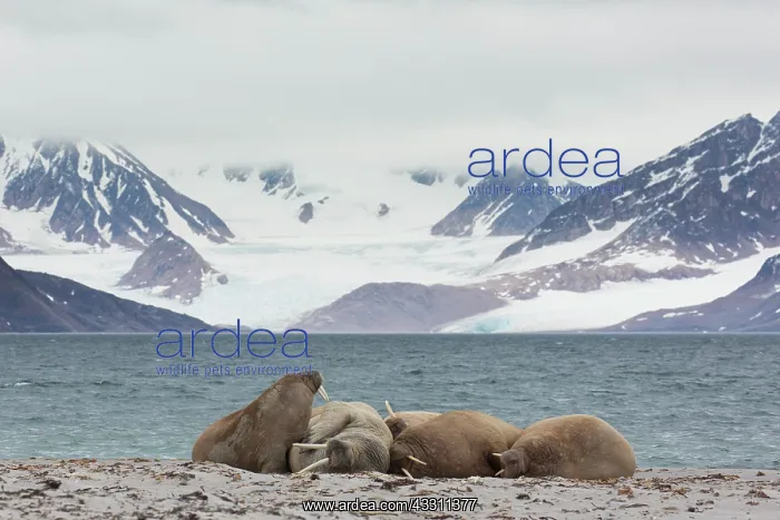 : Walrus - walrusses resting on a beach - Svalbard : Walrus - walrusses resting on a beach - Svalbard