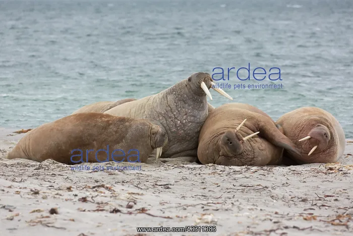 : Walrus - walrusses resting on a beach - Svalbard : Walrus - walrusses resting on a beach - Svalbard