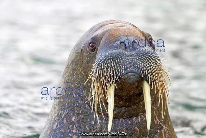 : Walrus - in the water : Walrus - in the water