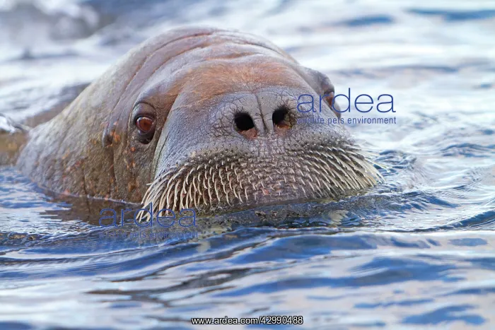 : Walrus - in the water : Walrus - in the water
