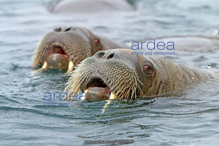 : Walrus - in the water : Walrus - in the water