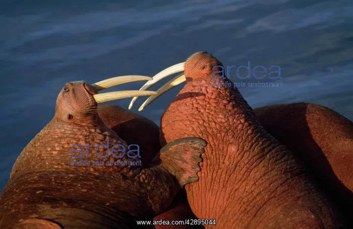  : Walruses - close-up