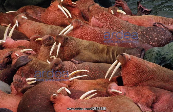  : Walruses - colony