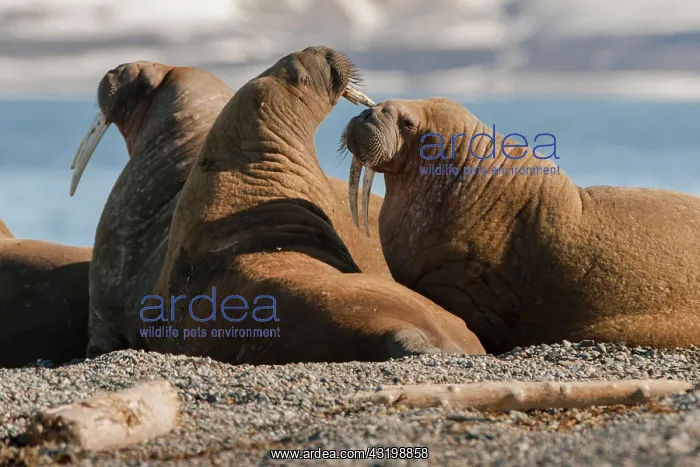 : Walruses (Odobenus rosmarus) at the beach, Odobenus : Walruses (Odobenus rosmarus) at the beach, Odobenus