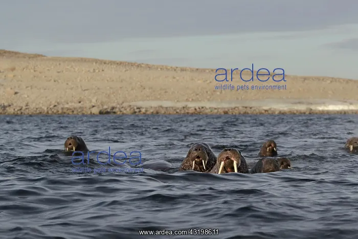 : Walruses (Odobenus rosmarus), herd swimming in the : Walruses (Odobenus rosmarus), herd swimming in the