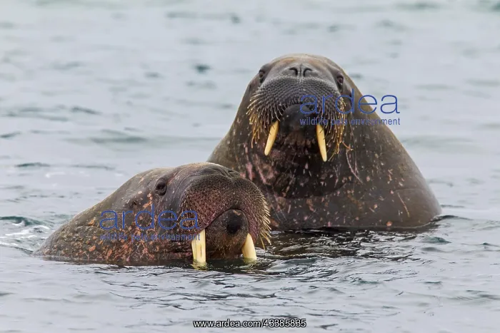  : Two walruses (Odobenus rosmarus) swimming in the