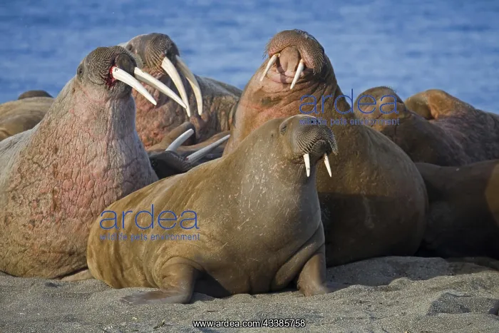 : Walruses (Odobenus rosmarus) at walrus colony on : Walruses (Odobenus rosmarus) at walrus colony on