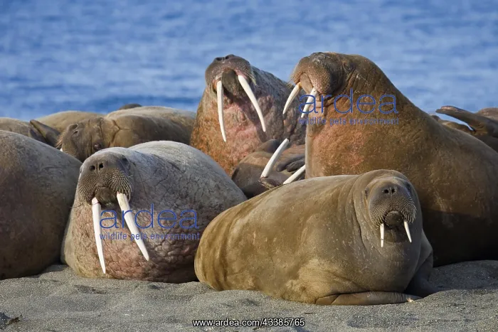 : Walruses (Odobenus rosmarus) at walrus colony on : Walruses (Odobenus rosmarus) at walrus colony on