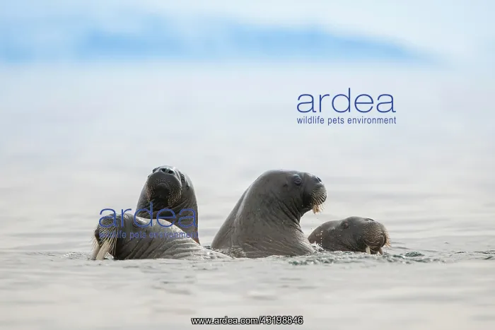 : Walruses (Odobenus rosmarus) in the water, Svalbard : Walruses (Odobenus rosmarus) in the water, Svalbard