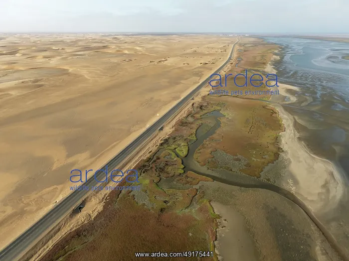 : The Walvis Bay Lagoon between Namib Desert and Atlantic Ocean at low tide : The Walvis Bay Lagoon between Namib Desert and Atlantic Ocean at low tide