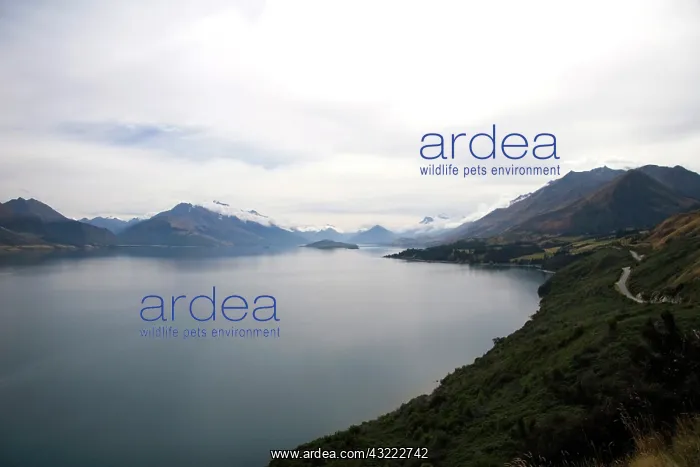 : Wanaka, New Zealand. A moody photograph : Wanaka, New Zealand. A moody photograph