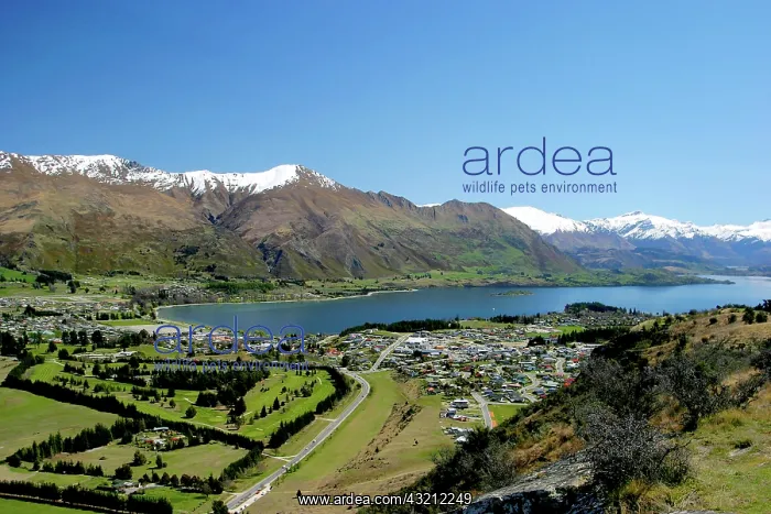 : Wanaka, New Zealand. An overlooking view : Wanaka, New Zealand. An overlooking view