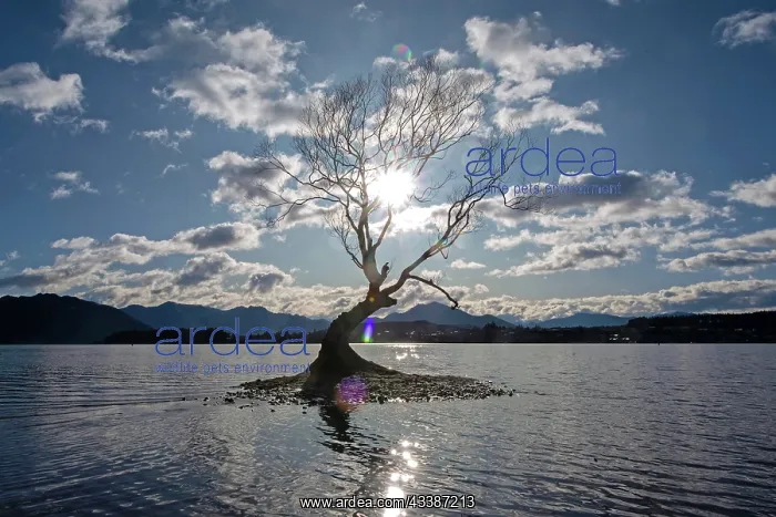: That Wanaka Tree : That Wanaka Tree