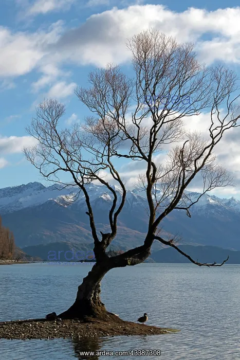 : That Wanaka Tree : That Wanaka Tree