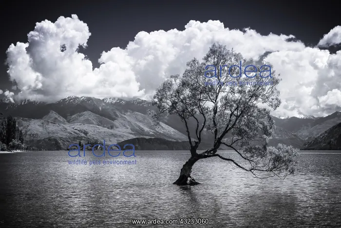 : The Wanaka tree, Lake Wanaka, Otago, South Island : The Wanaka tree, Lake Wanaka, Otago, South Island