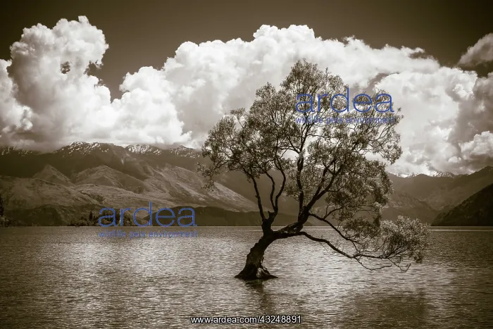 : The Wanaka tree, Lake Wanaka, Otago, South Island : The Wanaka tree, Lake Wanaka, Otago, South Island