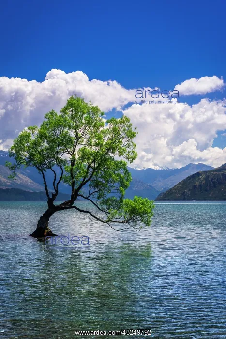 : The Wanaka tree, Lake Wanaka, Otago, South Island : The Wanaka tree, Lake Wanaka, Otago, South Island