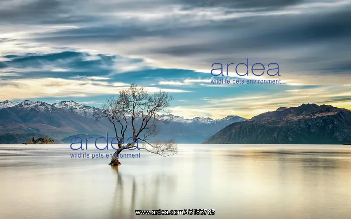 : Wanaka tree, single tree standing in the water of : Wanaka tree, single tree standing in the water of